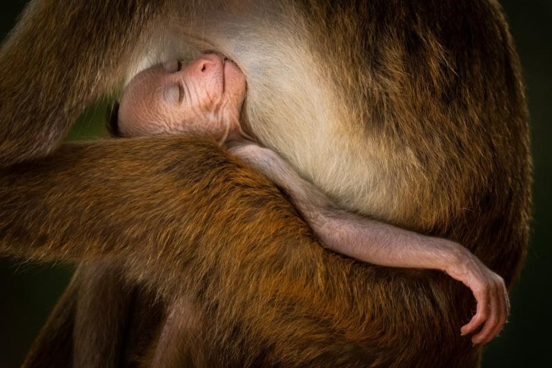 A tranquil moment, di Hikkaduwa Liyanage Prasantha Vinod