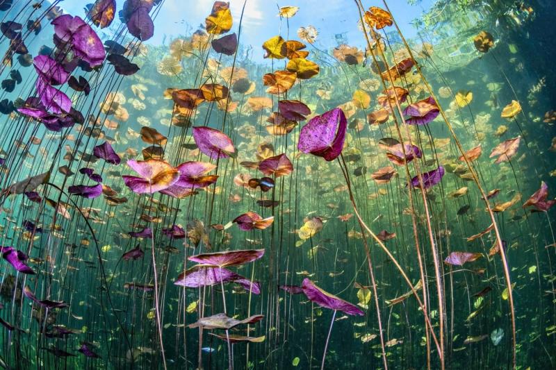 Underwater Garden, di Ysabela Coll